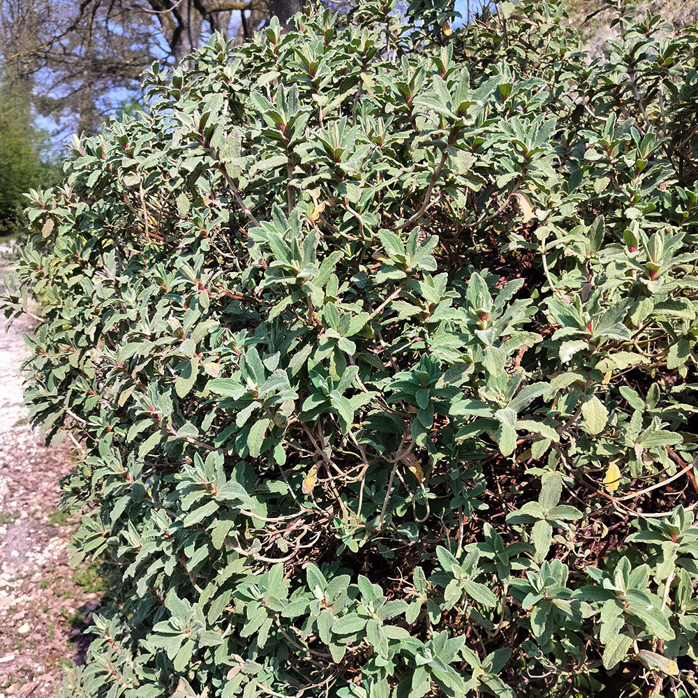 Cistus (x) pulverulentus