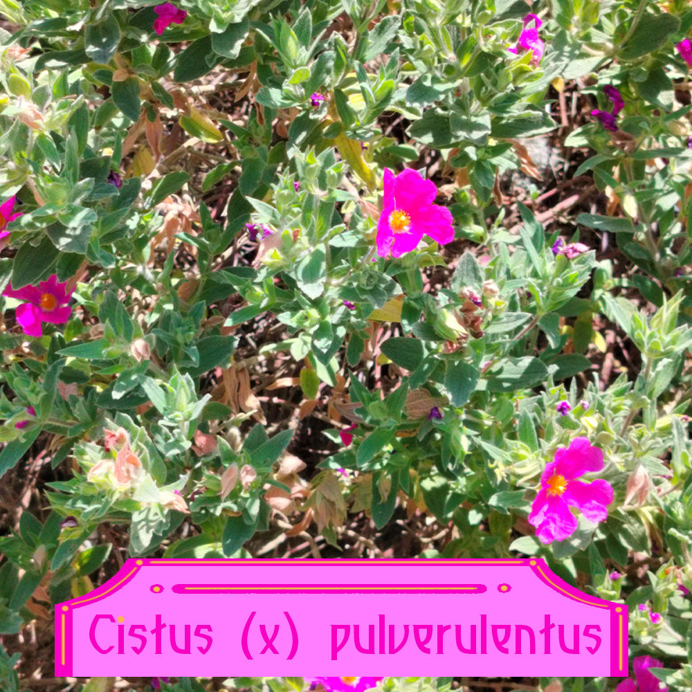 Cistus (x) pulverulentus