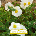 Cistus salvifolius