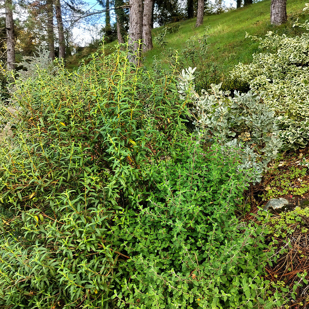 Cistus salvifolius