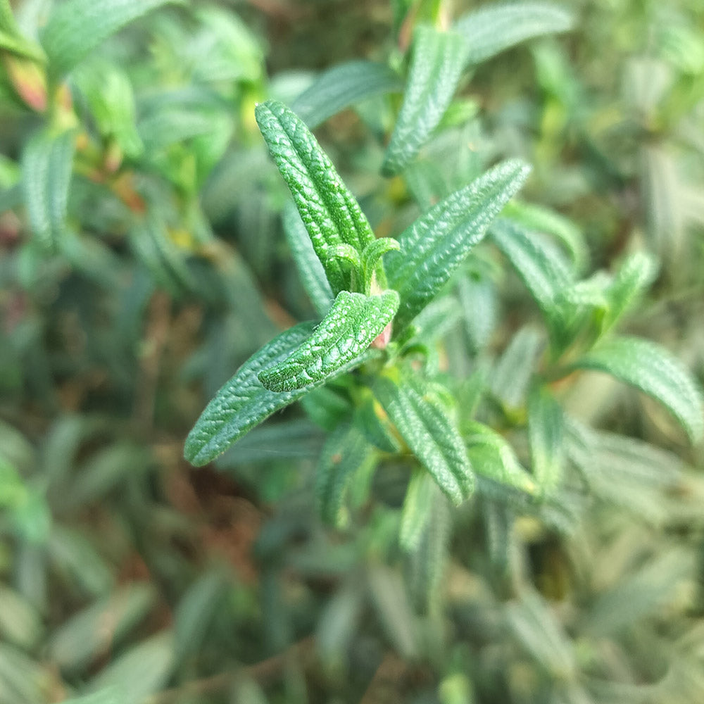 Cistus monspeliensis 