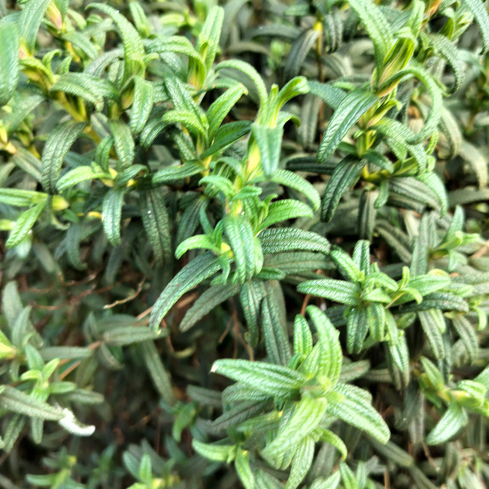 Cistus monspeliensis 