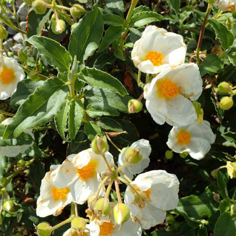 Cistus laurifolius