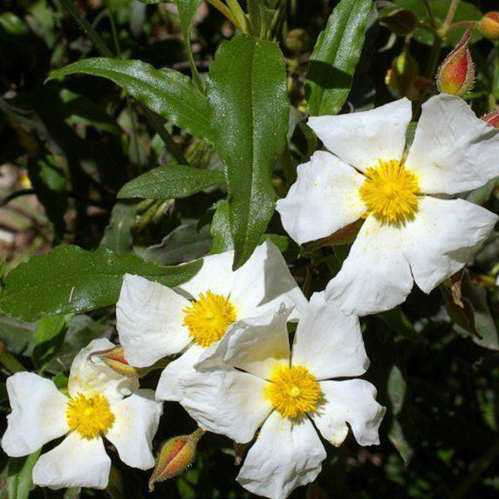 Cistus laurifolius