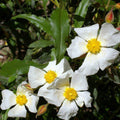 Cistus laurifolius