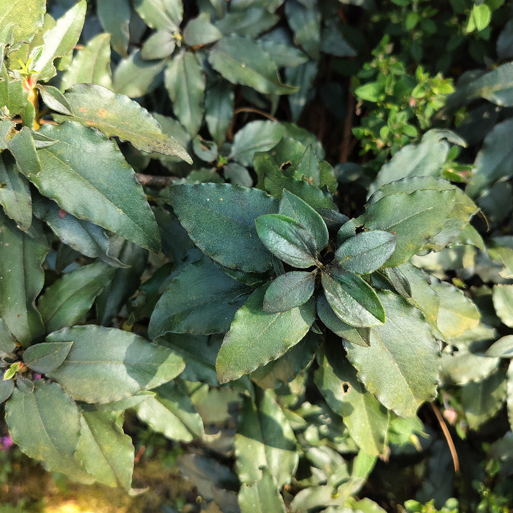 Ciste salvifolius 
