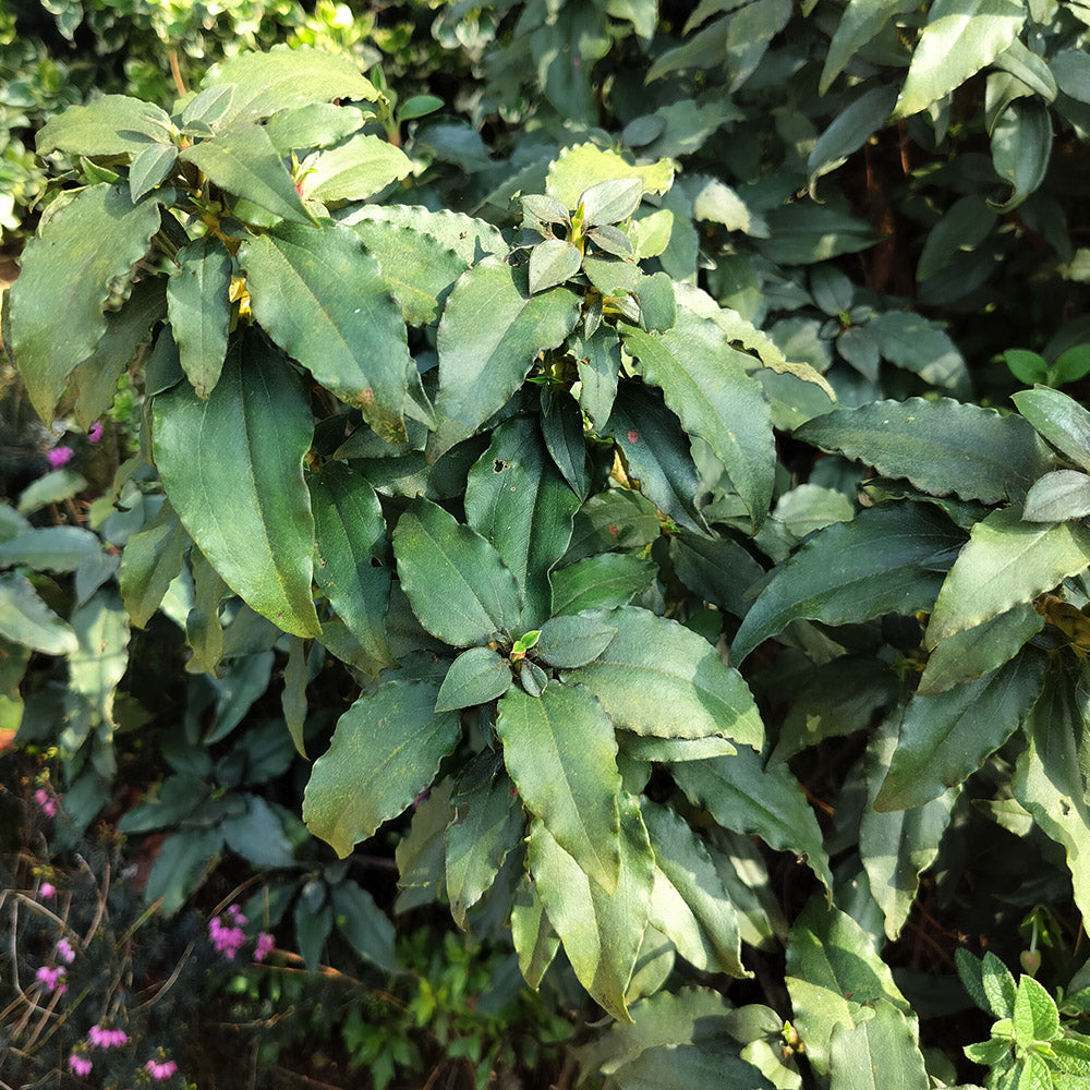 Ciste salvifolius 