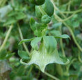 Codonopsis pilosula