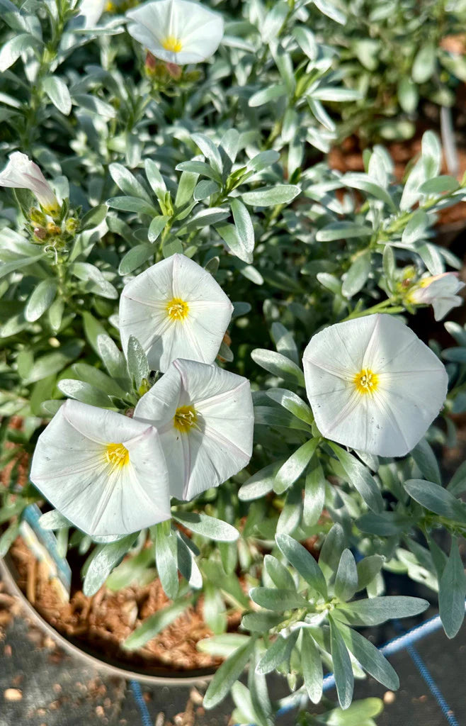 Convulvulus cneorum