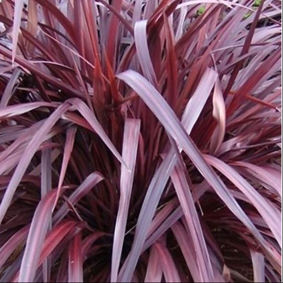 Cordyline australis 'Burgundy Spire'
