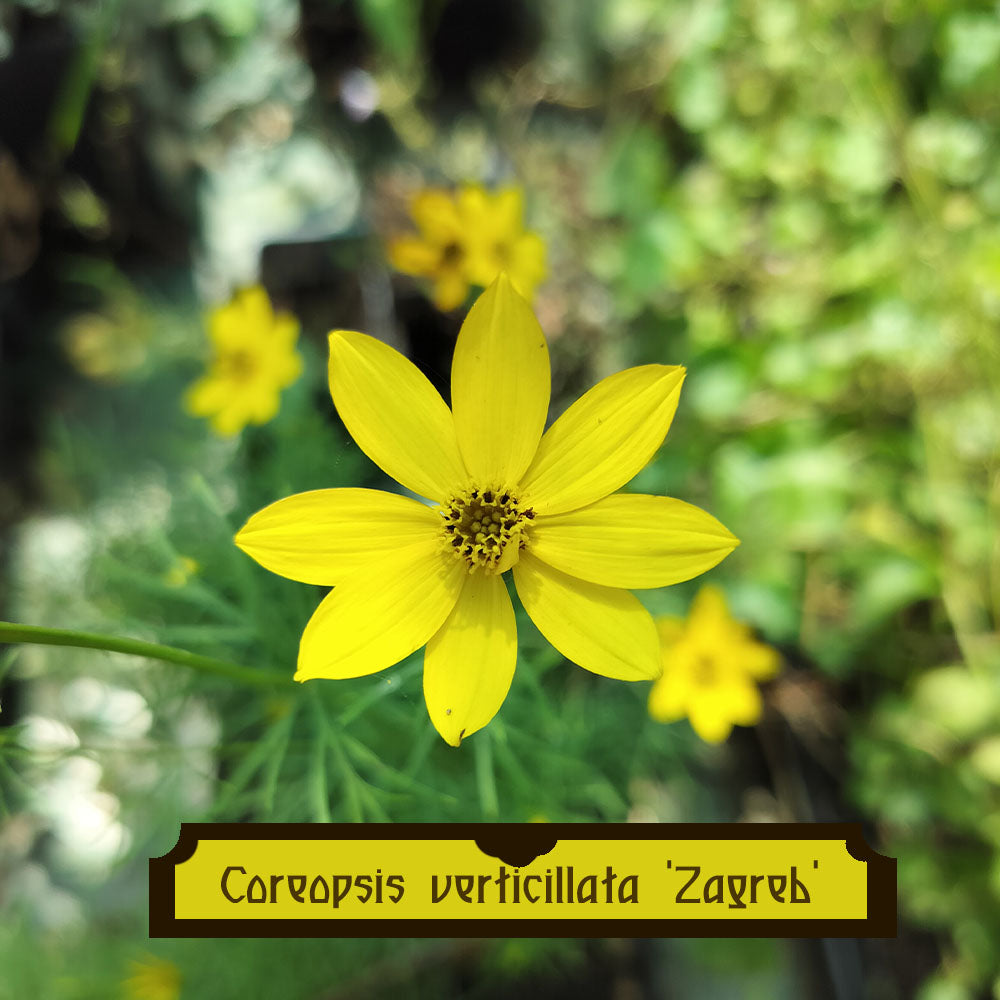 Coreopsis verticillata ‘Zagreb’