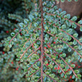Cotoneaster horizontalis