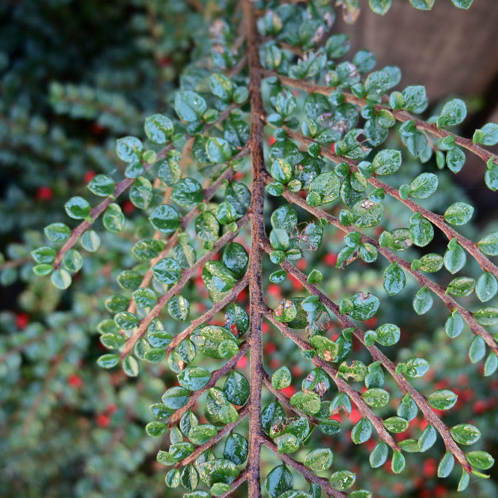 Cotoneaster horizontalis