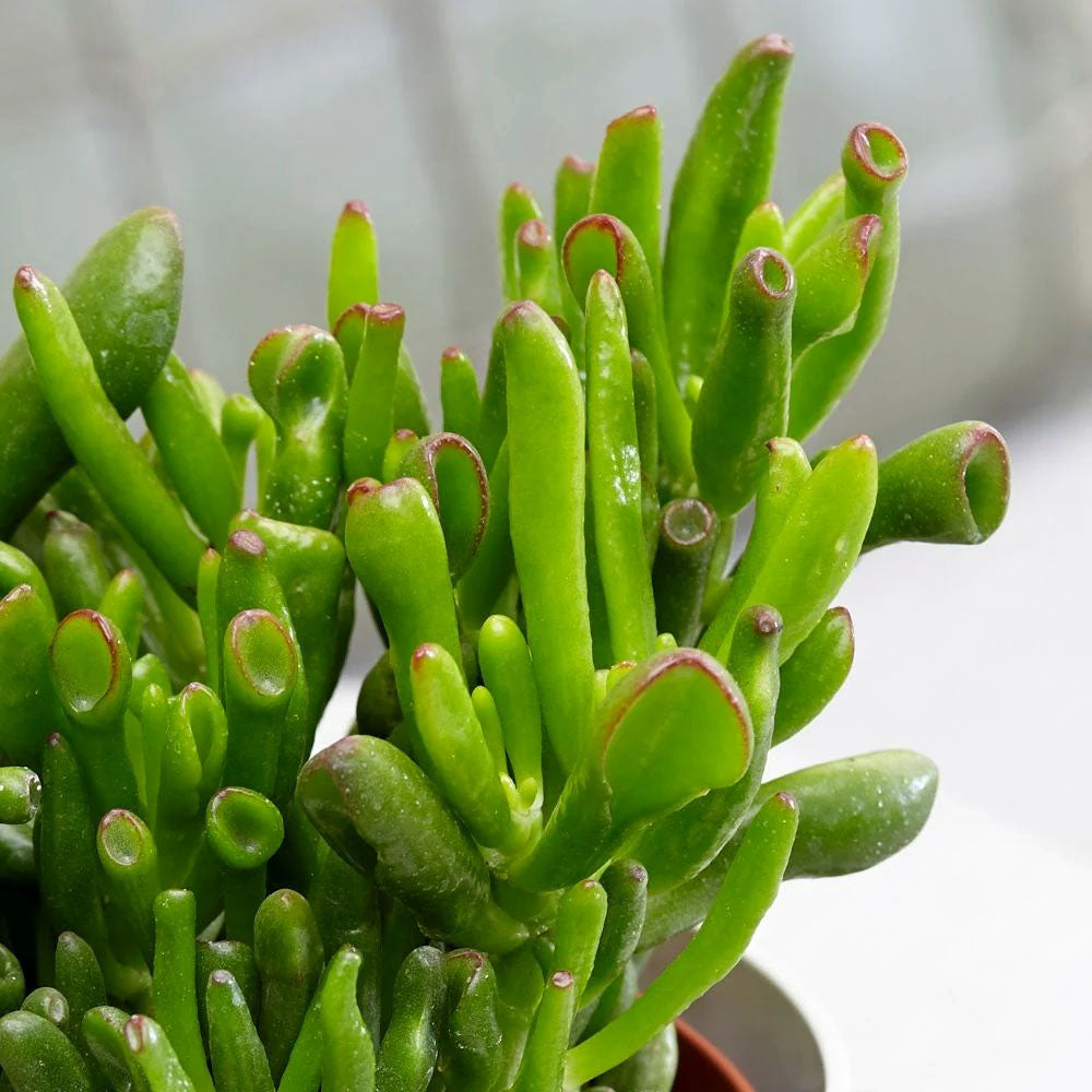 Crassula ovata 'Hobbit' 