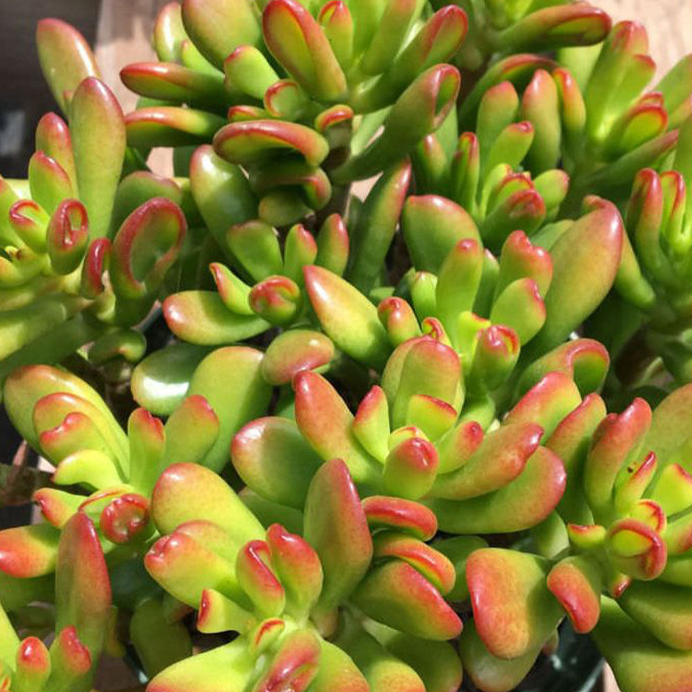Crassula ovata 'Hobbit' 