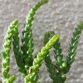 Crassula muscosa 