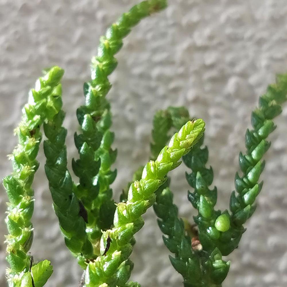 Crassula muscosa 