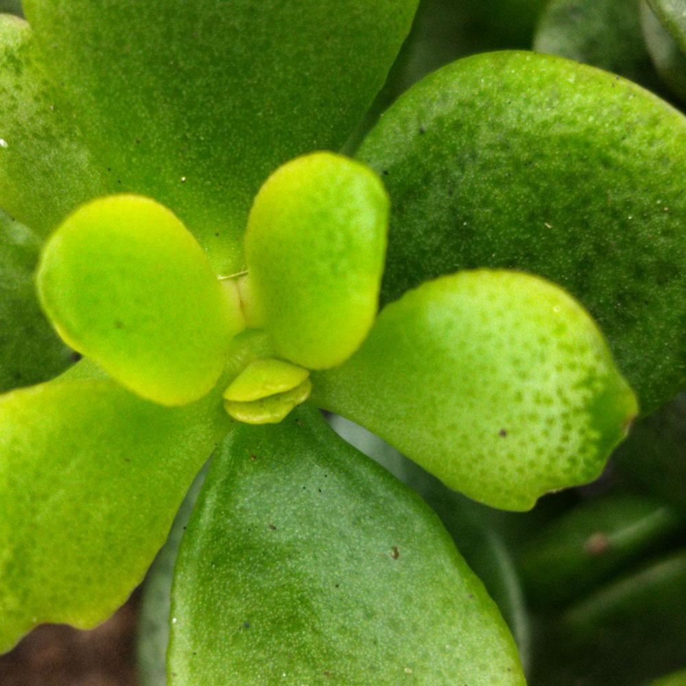 Crassula ovata 'Minor' 