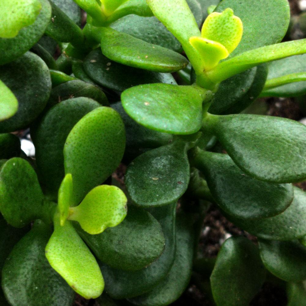 Crassula ovata 'Minor' 
