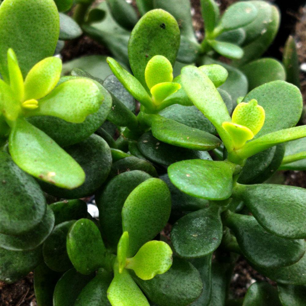 succulent lucky plant rassula ovata Minor, Compact Jade Plant, Lucky Succulent – plant d'Avenir