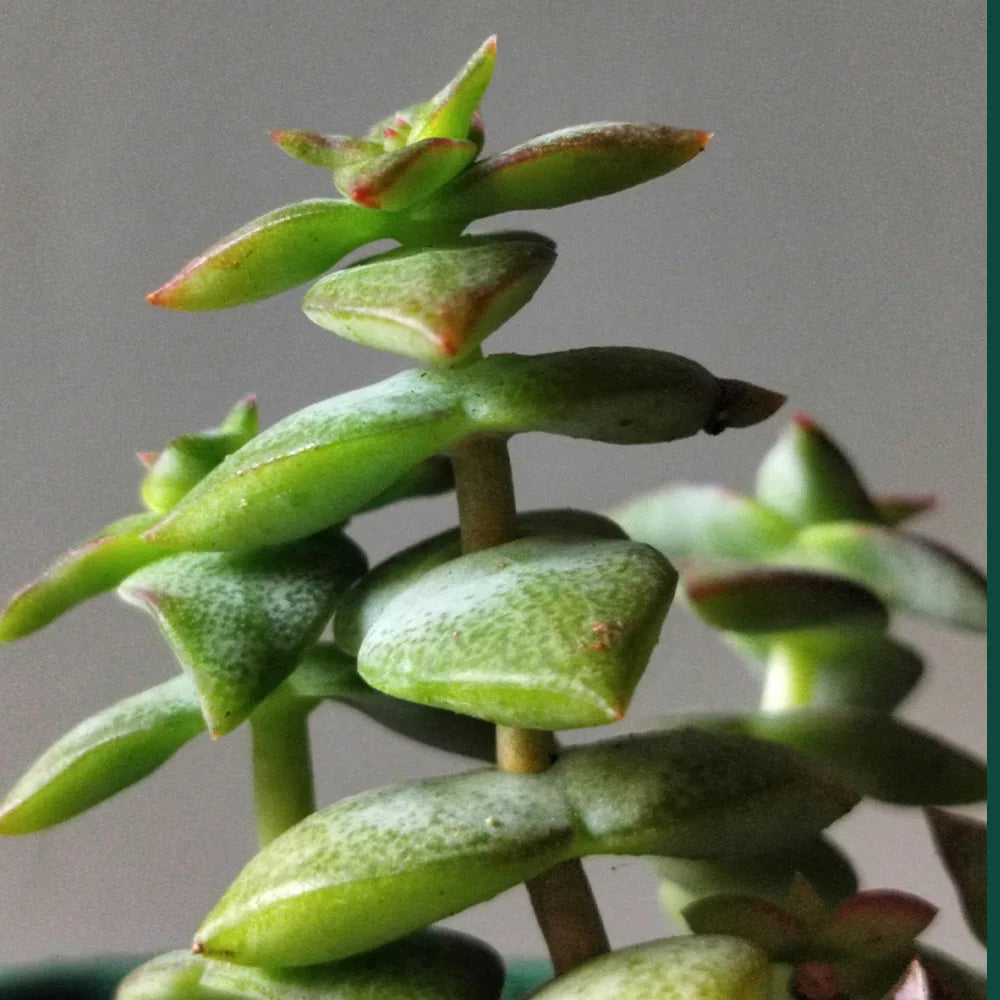 Crassula perforata 