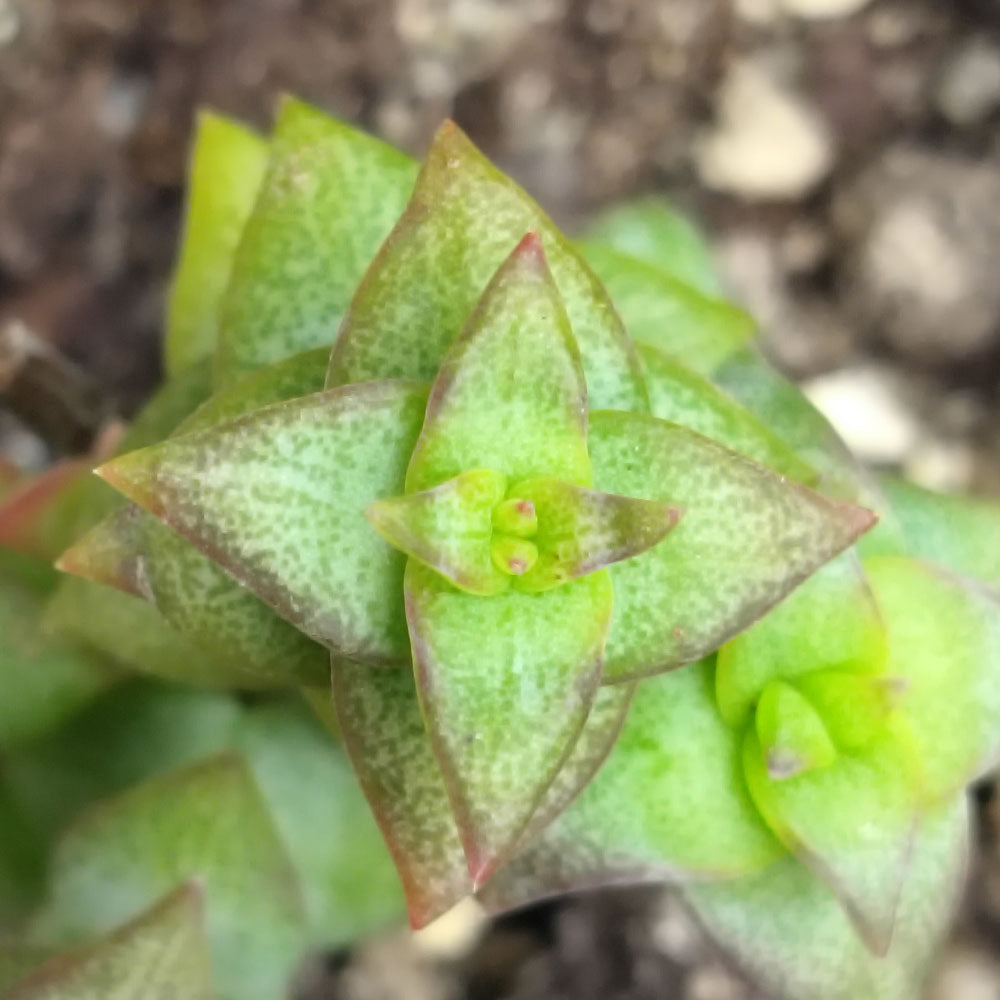 Crassula perforata 