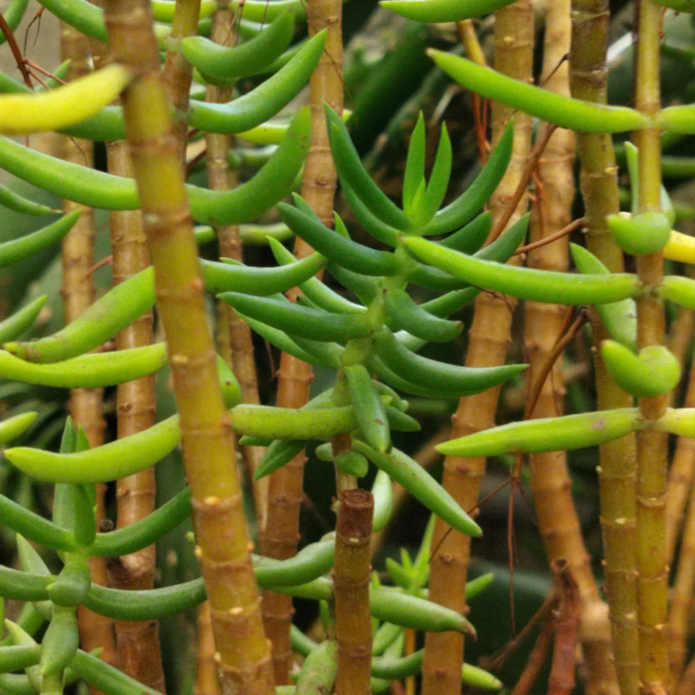 tree like succulent plants Crassula Tetragona for Sale| Succulents for Sale| Succulent Market