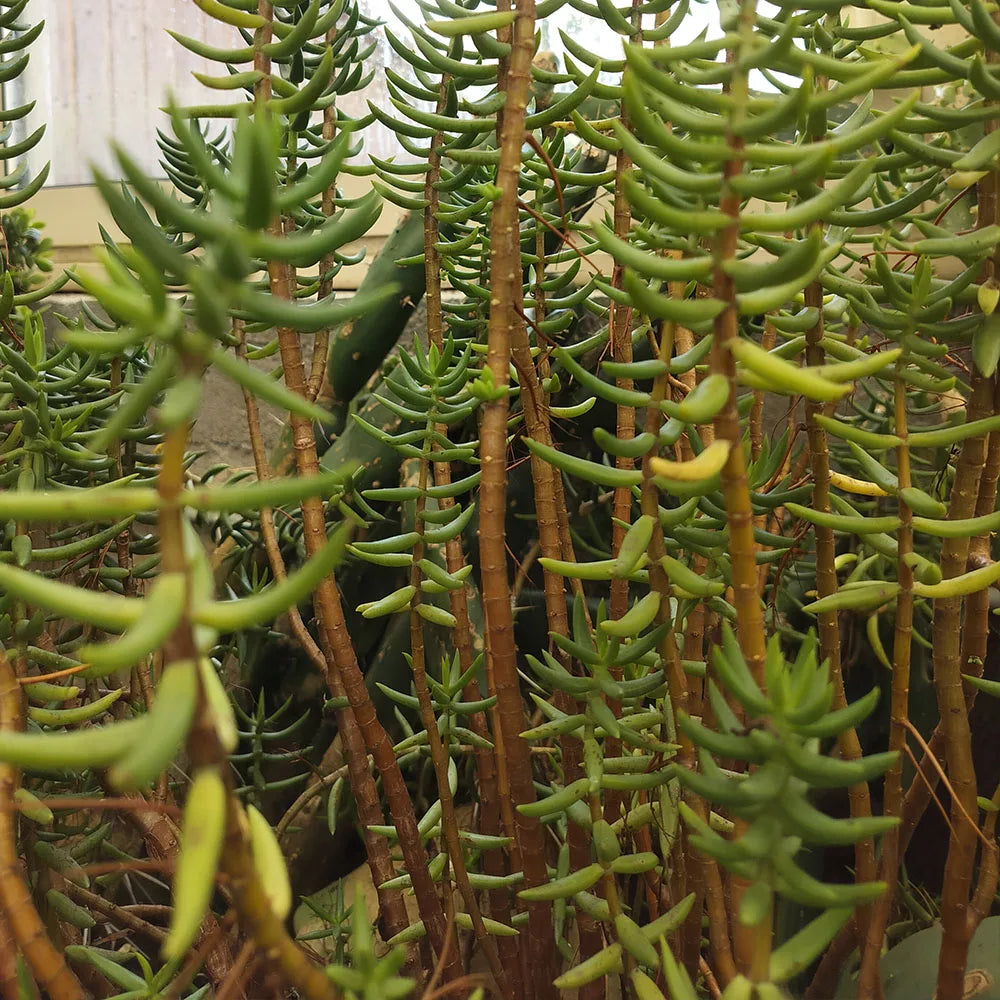 Crassule tétragonale 