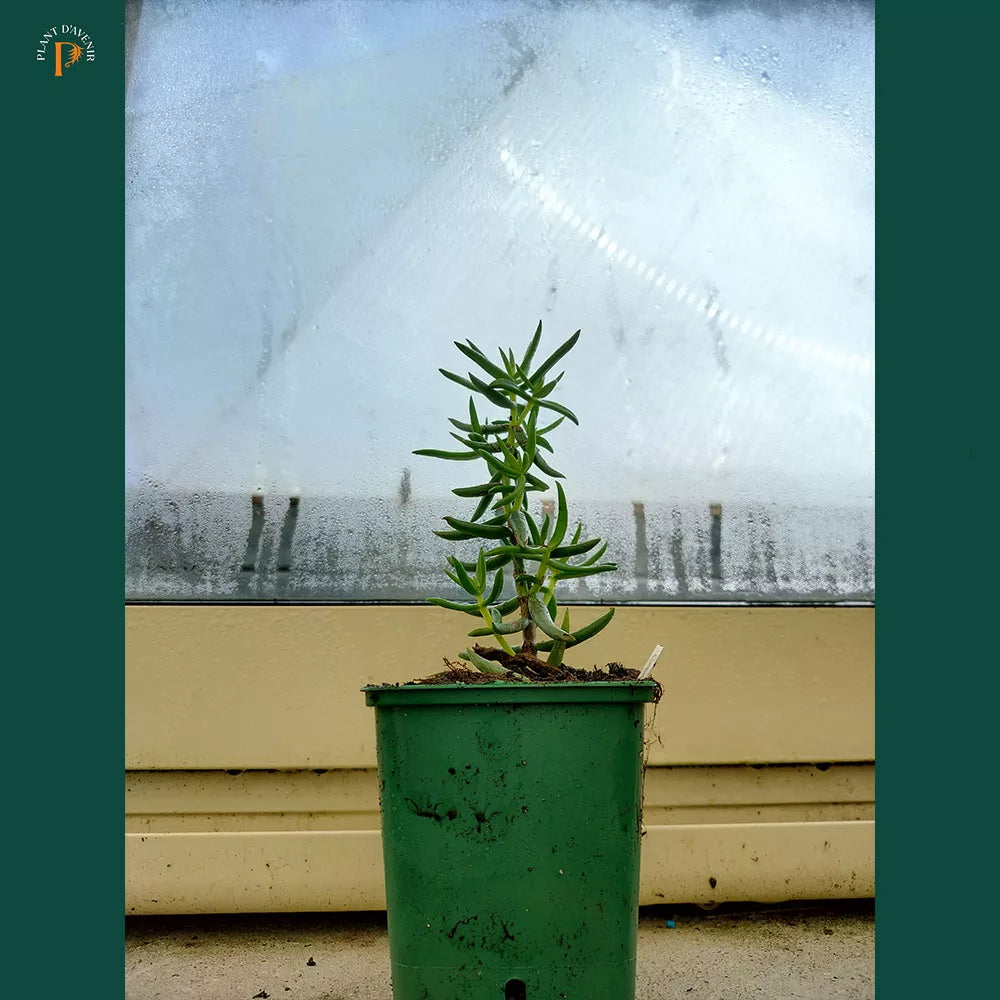 Crassule tétragonale 