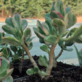 Crassula ovata 'Variegata' 