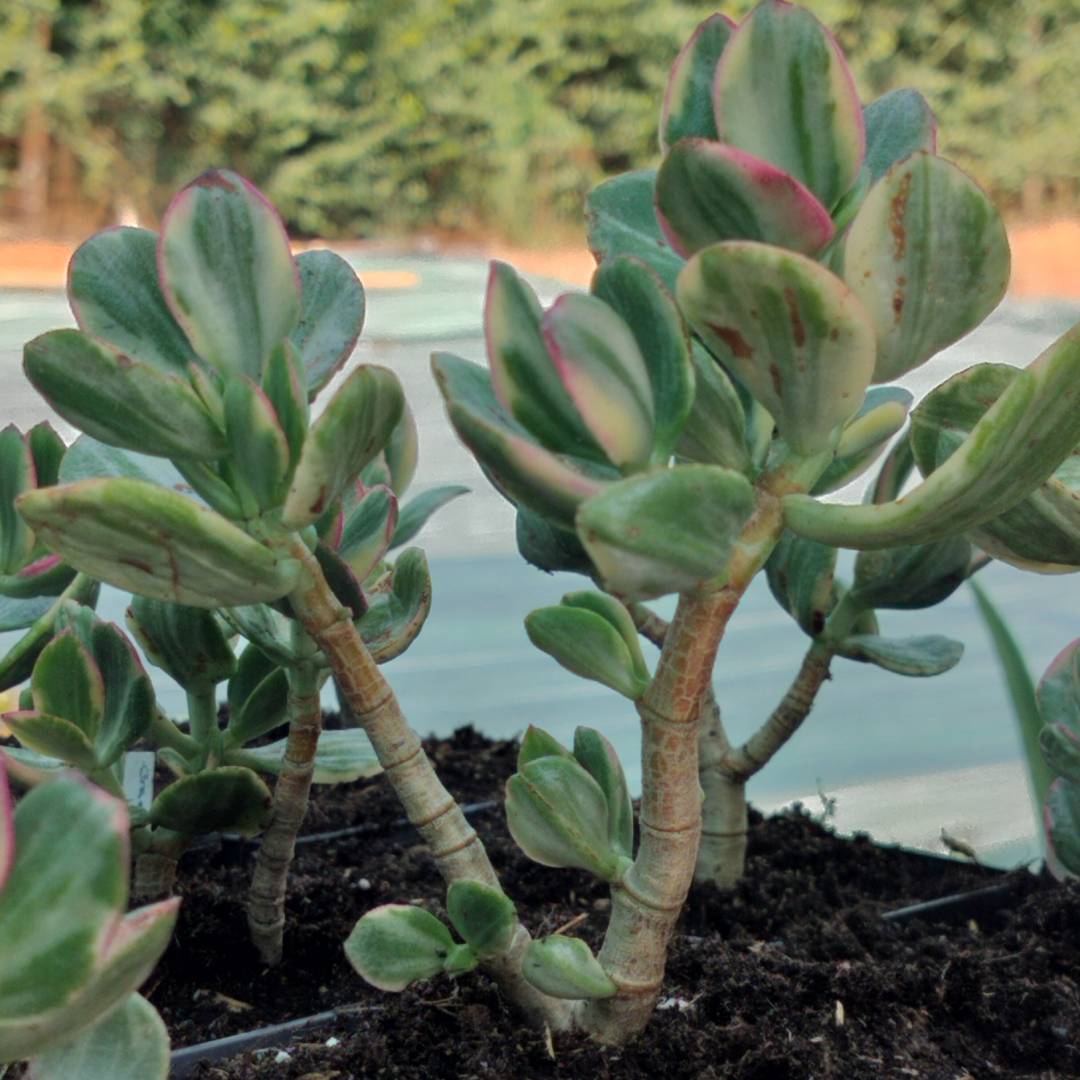 Crassula ovata 'Variegata' 