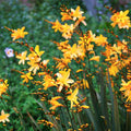Crocosmia 'Solfatore'