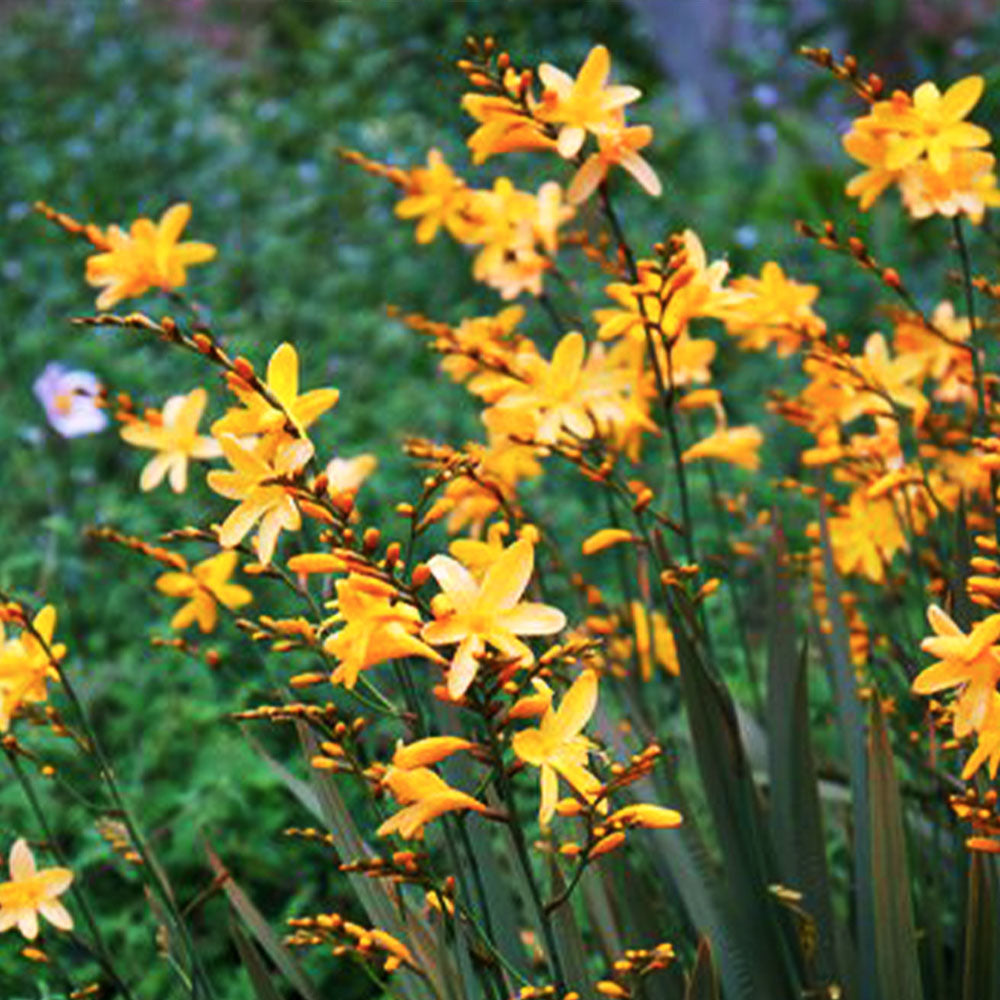 Crocosmia 'Solfatore'