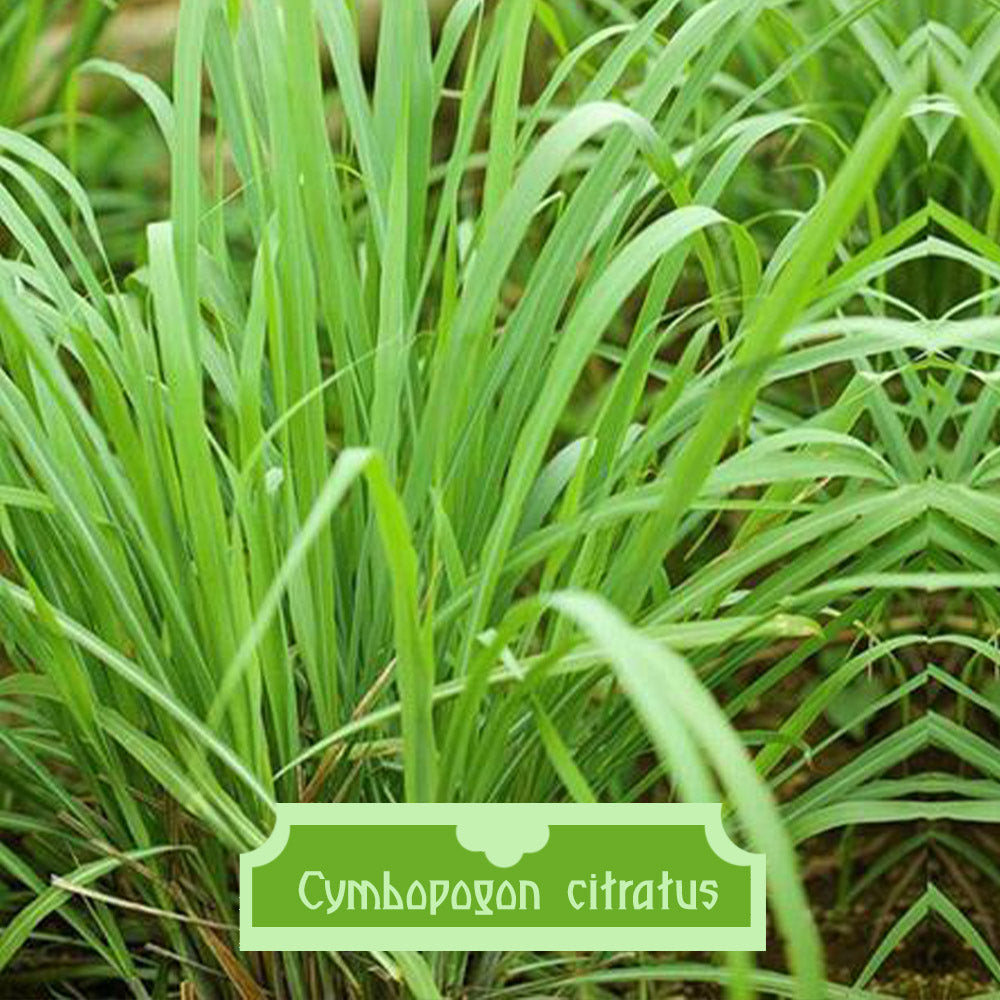 Cymbopogon citratus 