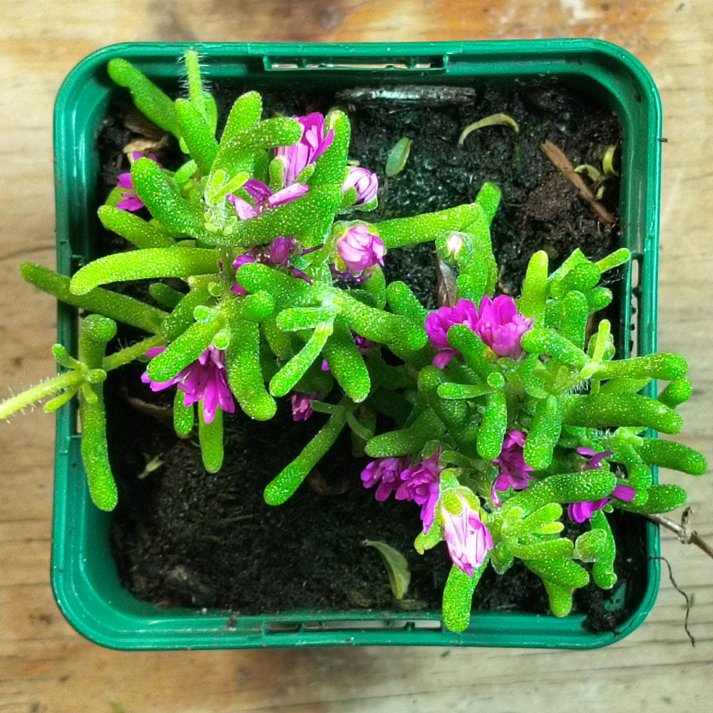 A top view of Delosperma cooperi, a small potted plant with bright green, finger-like leaves and clusters of vibrant purple flowers, displayed on a wooden surface.