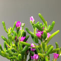 Delosperma cooperi 