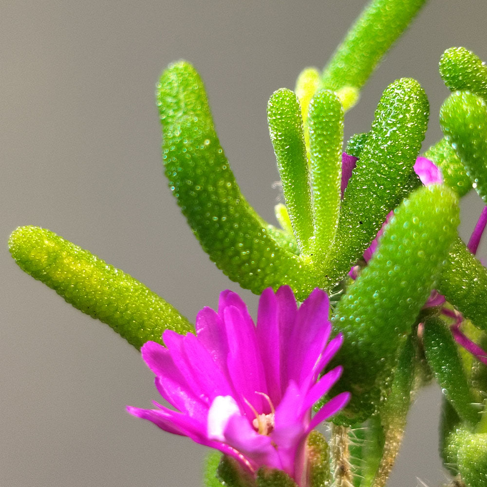 Close-up of Delosperma cooperi, a drought-resistant ground cover with long, green, bumpy stems and a vivid magenta bloom emerging against a plain background.
