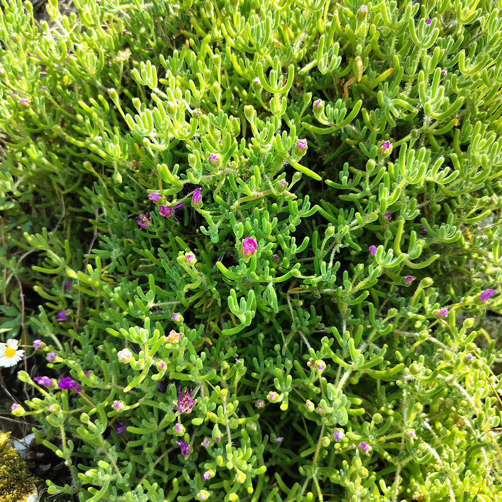 Close-up of Delosperma cooperi, a drought-resistant ground cover with dense green stems and small purple flowers. A single white daisy appears on the left edge among the foliage.