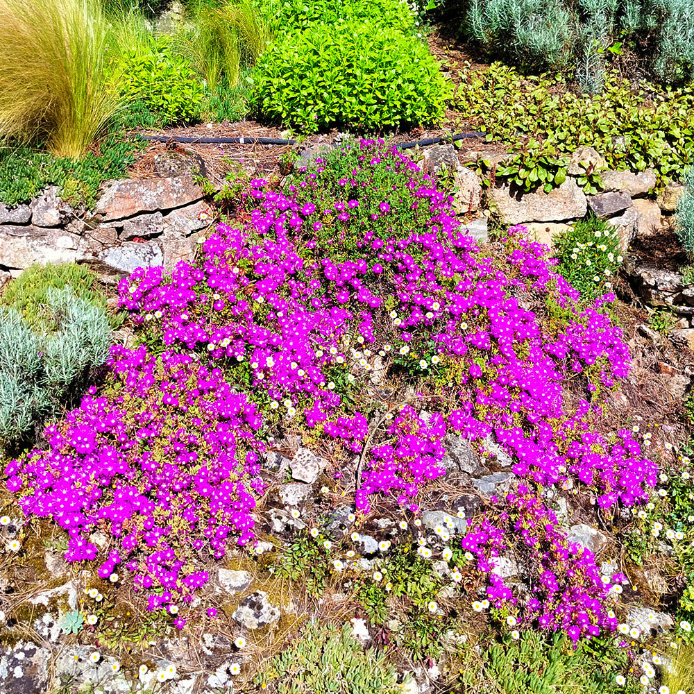 Delosperma cooperi, a drought-resistant ground cover, forms vibrant purple clusters across a rocky garden slope in bright sunlight, accented by green foliage and stone retaining walls.