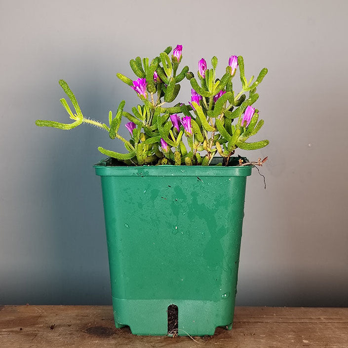 Delosperma cooperi 