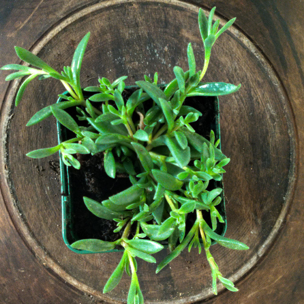 Delosperma hybride rustique 