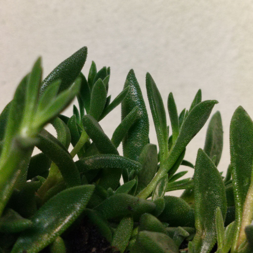 Delosperma hybride rustique 