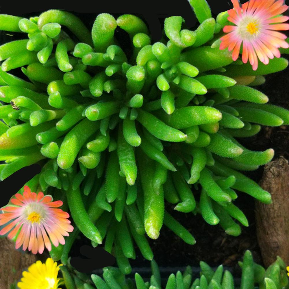 Delosperma hybride rustique 