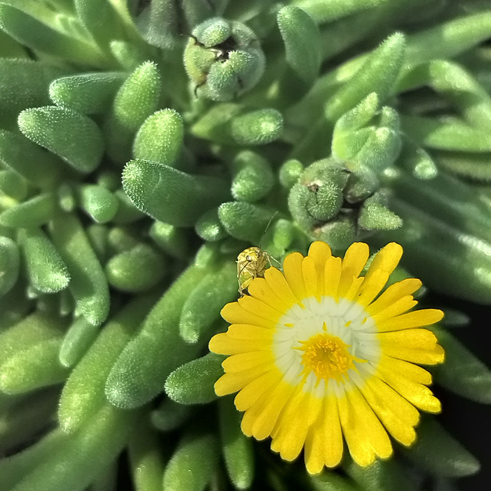 Delosperma hybride rustique 