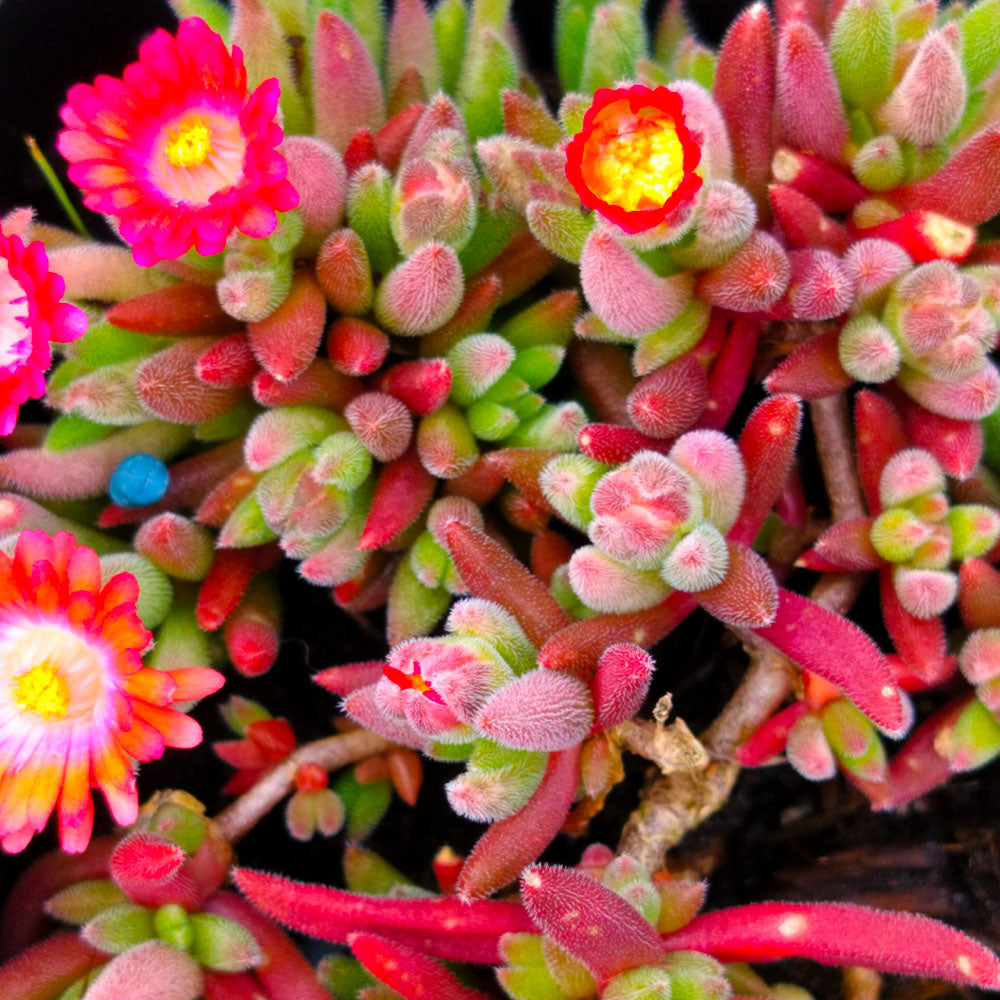 Delosperma Hardy Hybrid