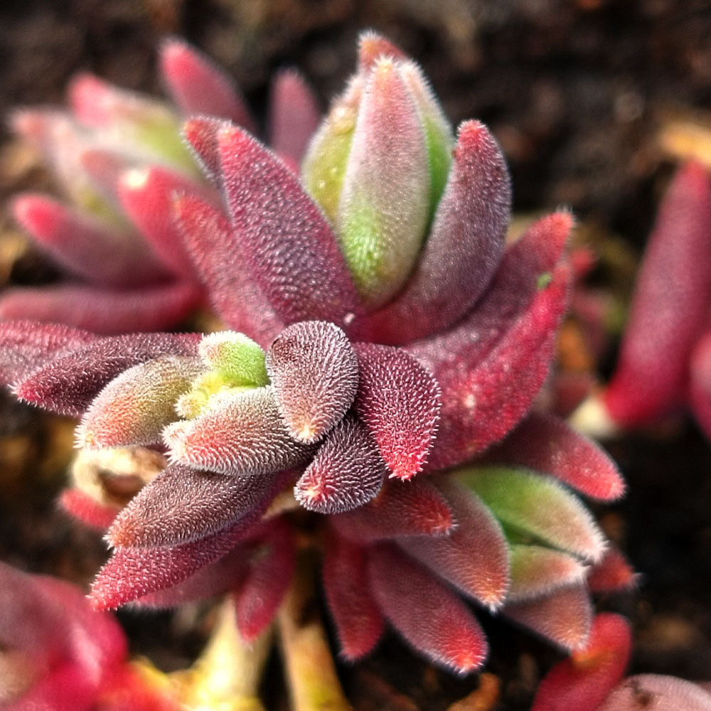 Delosperma hybride rustique 