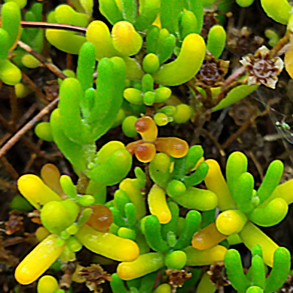 Delosperma lineare
