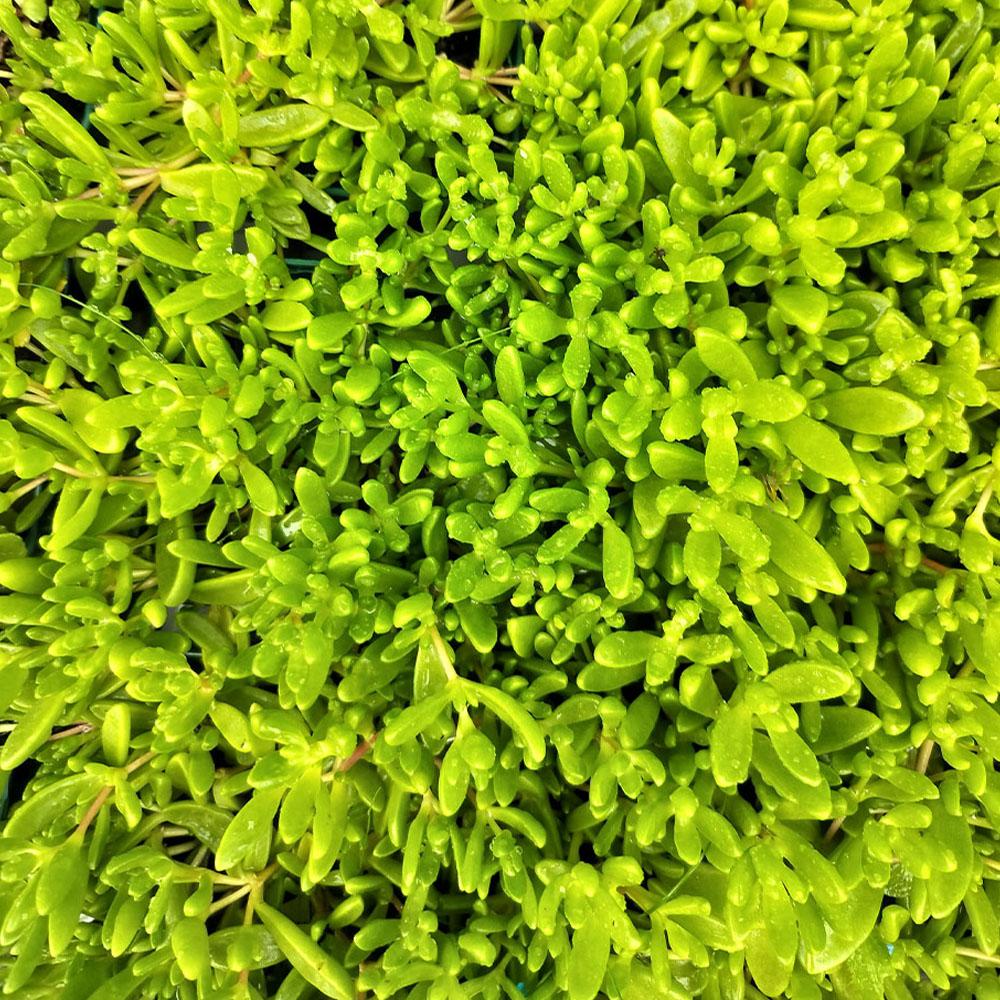 Delosperma nubigenum