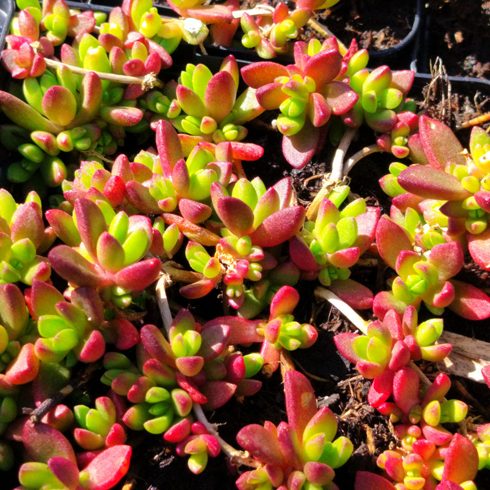 ground cover succulent with yellow flowers Delosperma nubigenum – Hardy Yellow Ice Plant – Ground Cover – plant d'Avenir