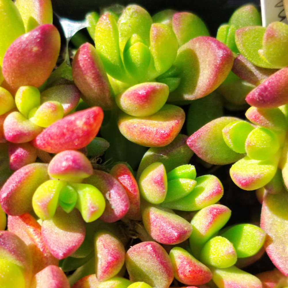 Delosperma nubigenum